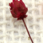 Rose – weinrot +2,00€
