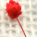 Rose – rot +2,00€